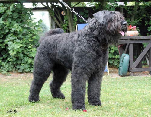 Bouvier NESTOR INUK vd PRINZENEICHE